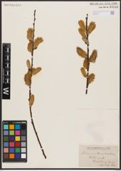 Foto von Salix aurita L. x Salix discolor Muhl.
